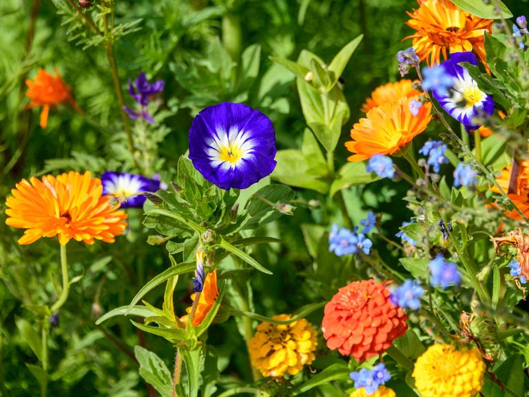 Herrliche Blumen-Vielfalt an einem sonnigen Tag Mix aus bunten Blumen am Wegesrand im Herbst Tiefenbach Rohrmoos Bayern Deutschland 