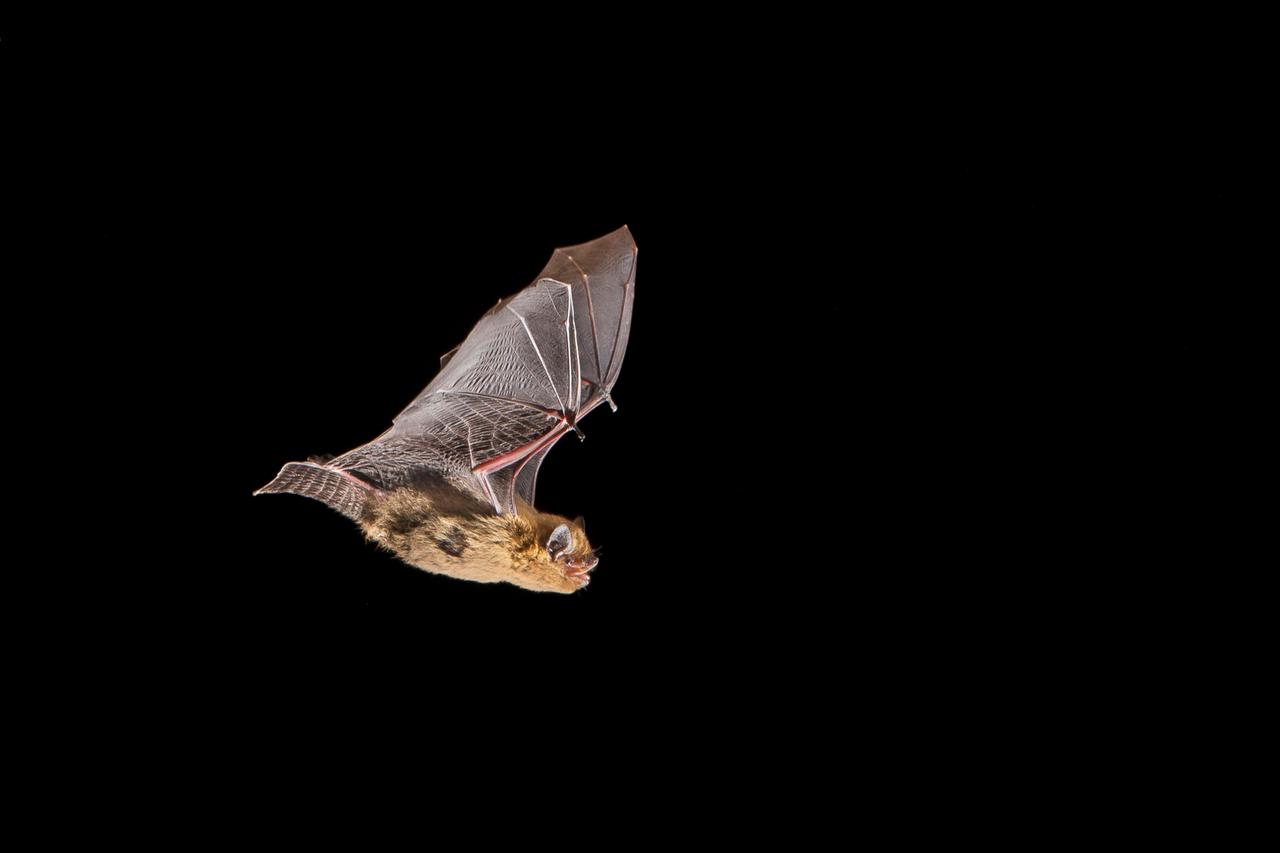 Eine Mückenfledermaus im Flug bei Nacht. Eine Mückenfledermaus im Flug bei Nacht.