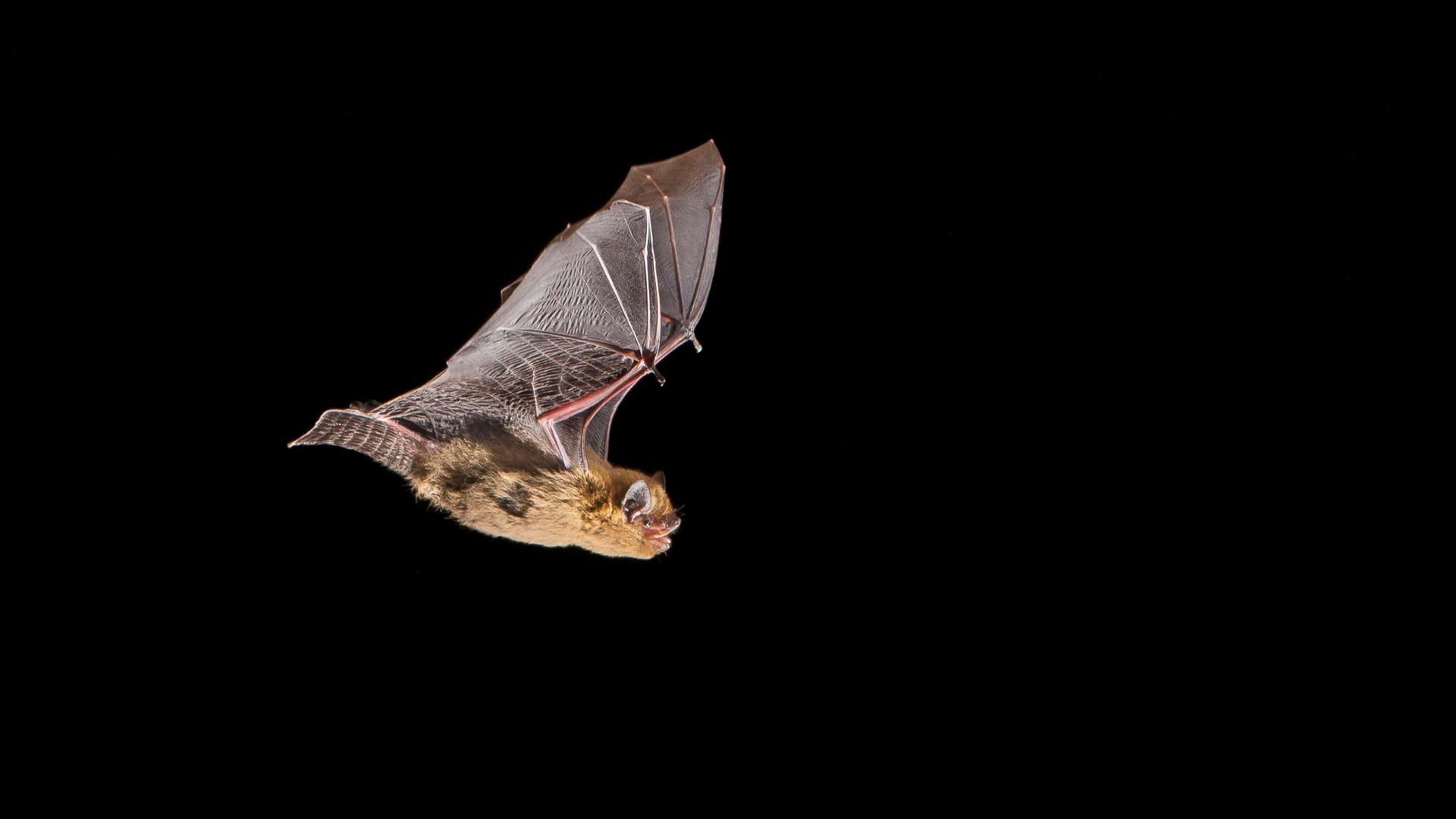 Eine Mückenfledermaus im Flug bei Nacht.