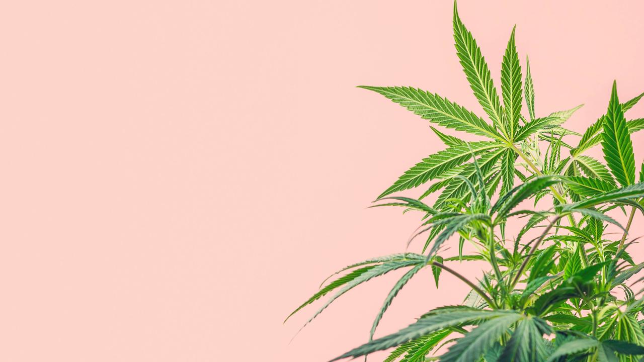 Cannabispflanze vor rosa Hintergrund.