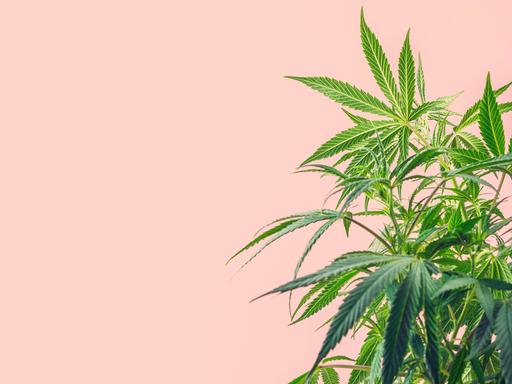 Cannabispflanze vor rosa Hintergrund.