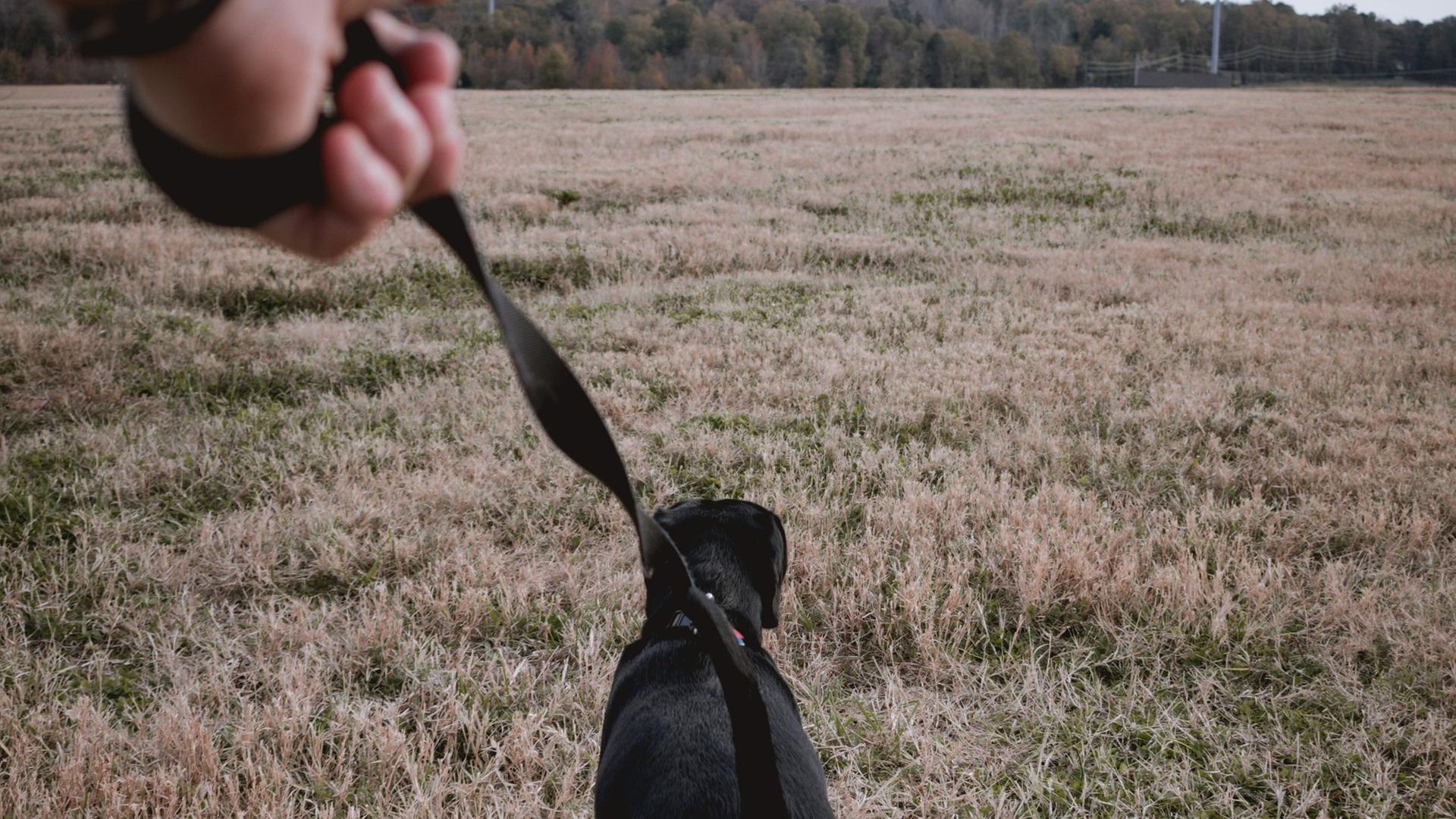 Eine Hand hält eine Leine, an der ein schwarzer Hund läuft. Der Hund zieht gradeaus über eine Wiese. Am Horizont ist Wald erkennbar.