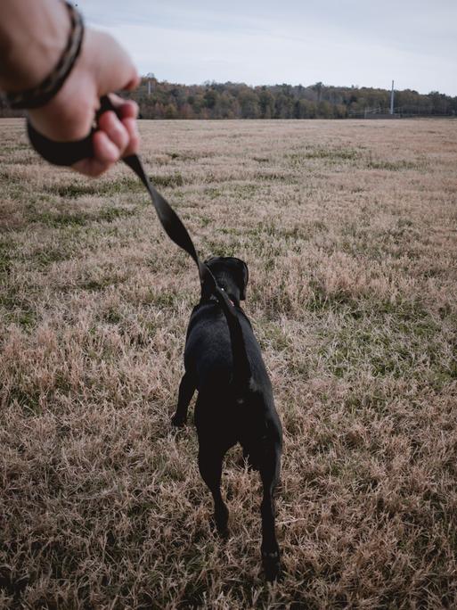 Eine Hand hält eine Leine, an der ein schwarzer Hund läuft. Der Hund zieht gradeaus über eine Wiese. Am Horizont ist Wald erkennbar.