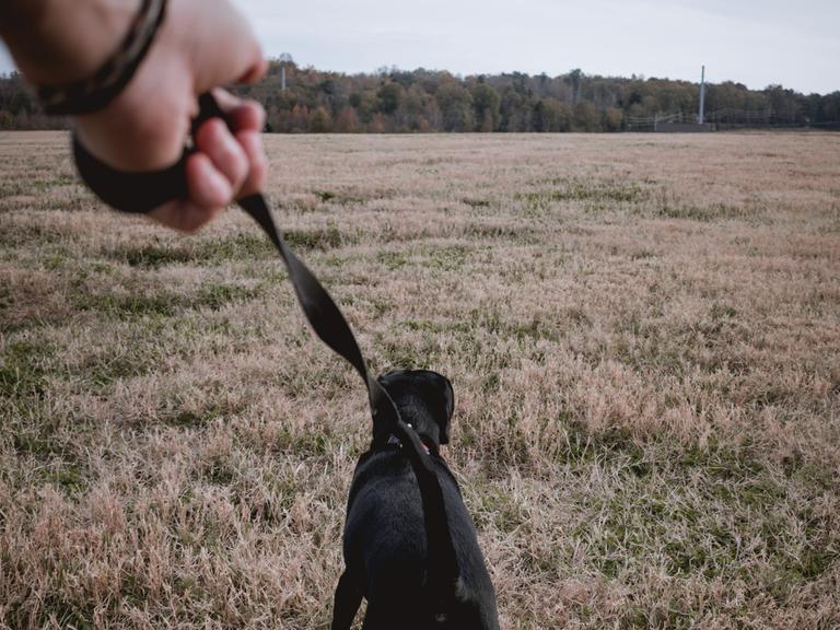 Eine Hand hält eine Leine, an der ein schwarzer Hund läuft. Der Hund zieht gradeaus über eine Wiese. Am Horizont ist Wald erkennbar.