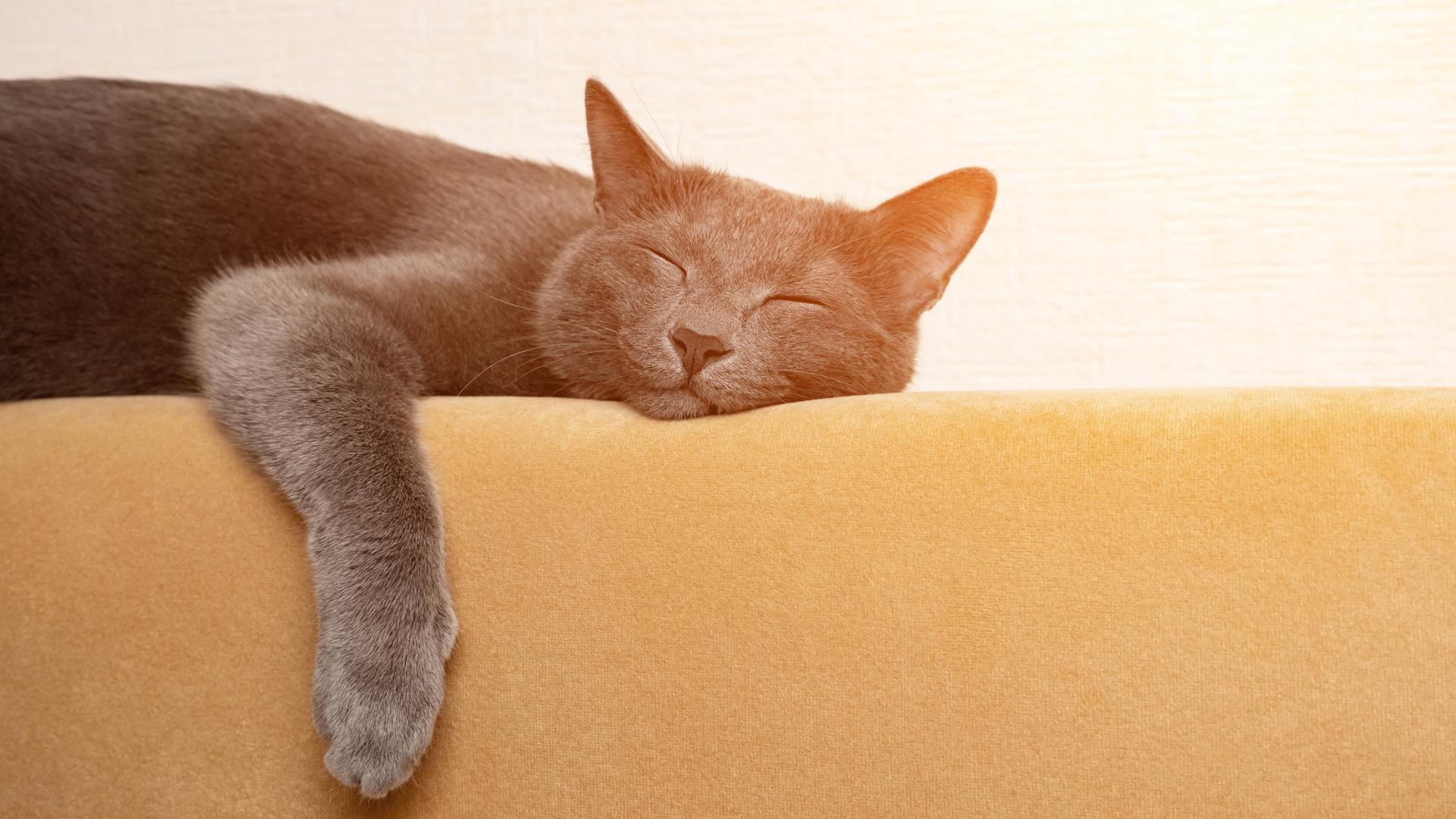 Eine graue Katze schläft, die Pfoten baumeln über der Rückenlehne eines senffarbenen Sofas. Eine graue Katze schläft, die Pfoten baumeln über der Rückenlehne eines senffarbenen Sofas.