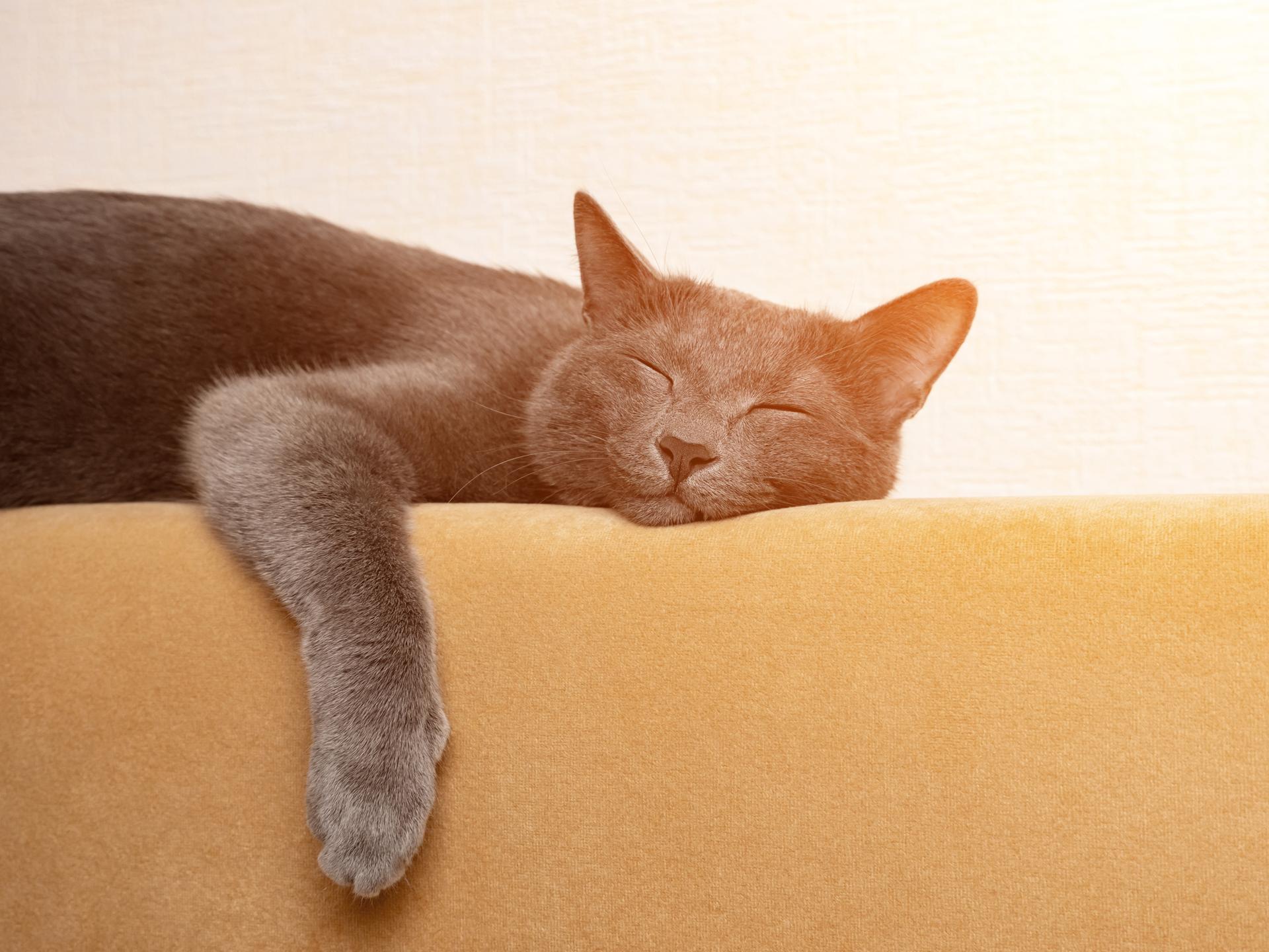 Eine graue Katze schläft, die Pfoten baumeln über der Rückenlehne eines senffarbenen Sofas.
