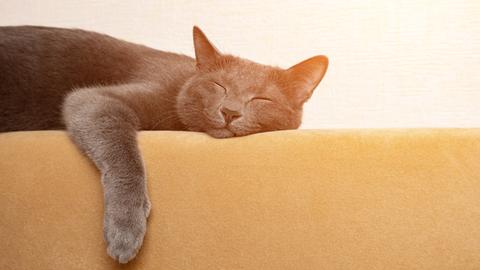 Eine graue Katze schläft, die Pfoten baumeln über der Rückenlehne eines senffarbenen Sofas. Eine graue Katze schläft, die Pfoten baumeln über der Rückenlehne eines senffarbenen Sofas.