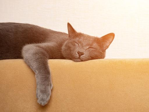 Eine graue Katze schläft, die Pfoten baumeln über der Rückenlehne eines senffarbenen Sofas.