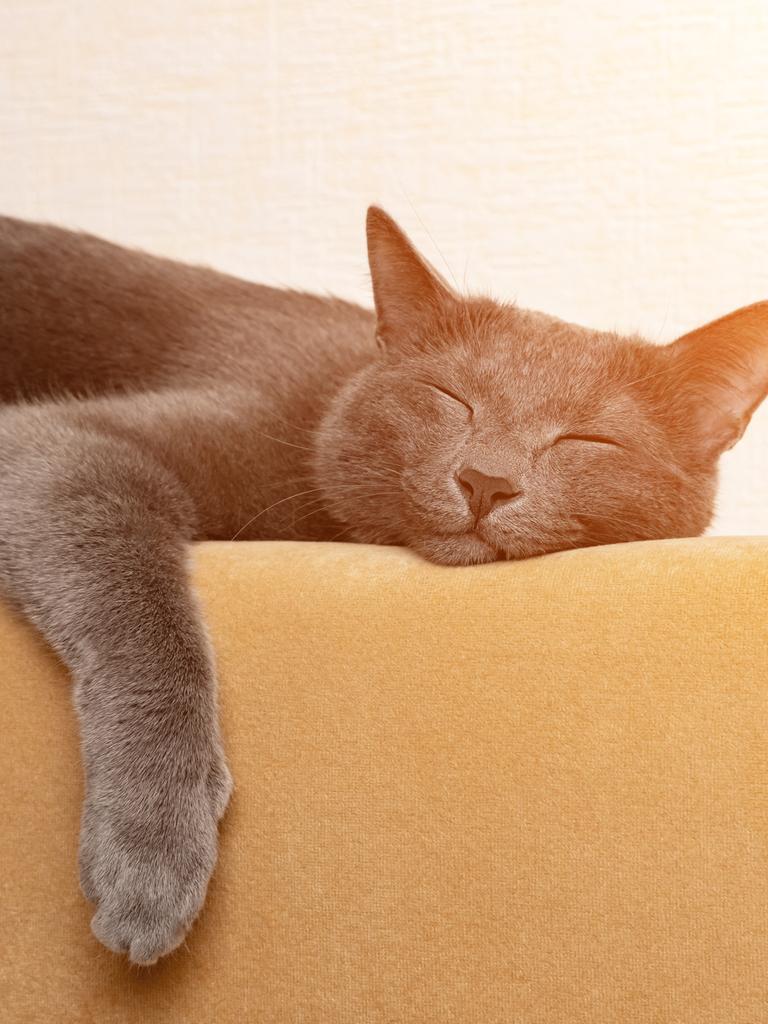Eine graue Katze schläft, die Pfoten baumeln über der Rückenlehne eines senffarbenen Sofas.
