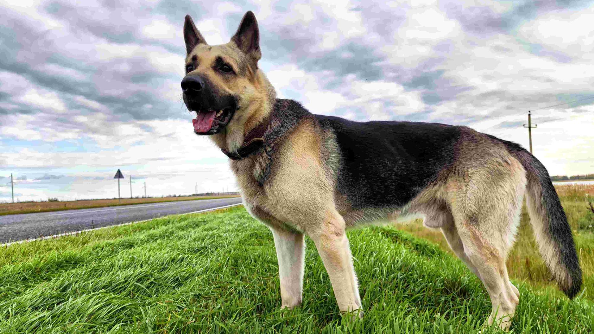 Ein Deutscher Schäferhund steht allein in der Landschaft auf einer Wiese vor einer leeren Straße.