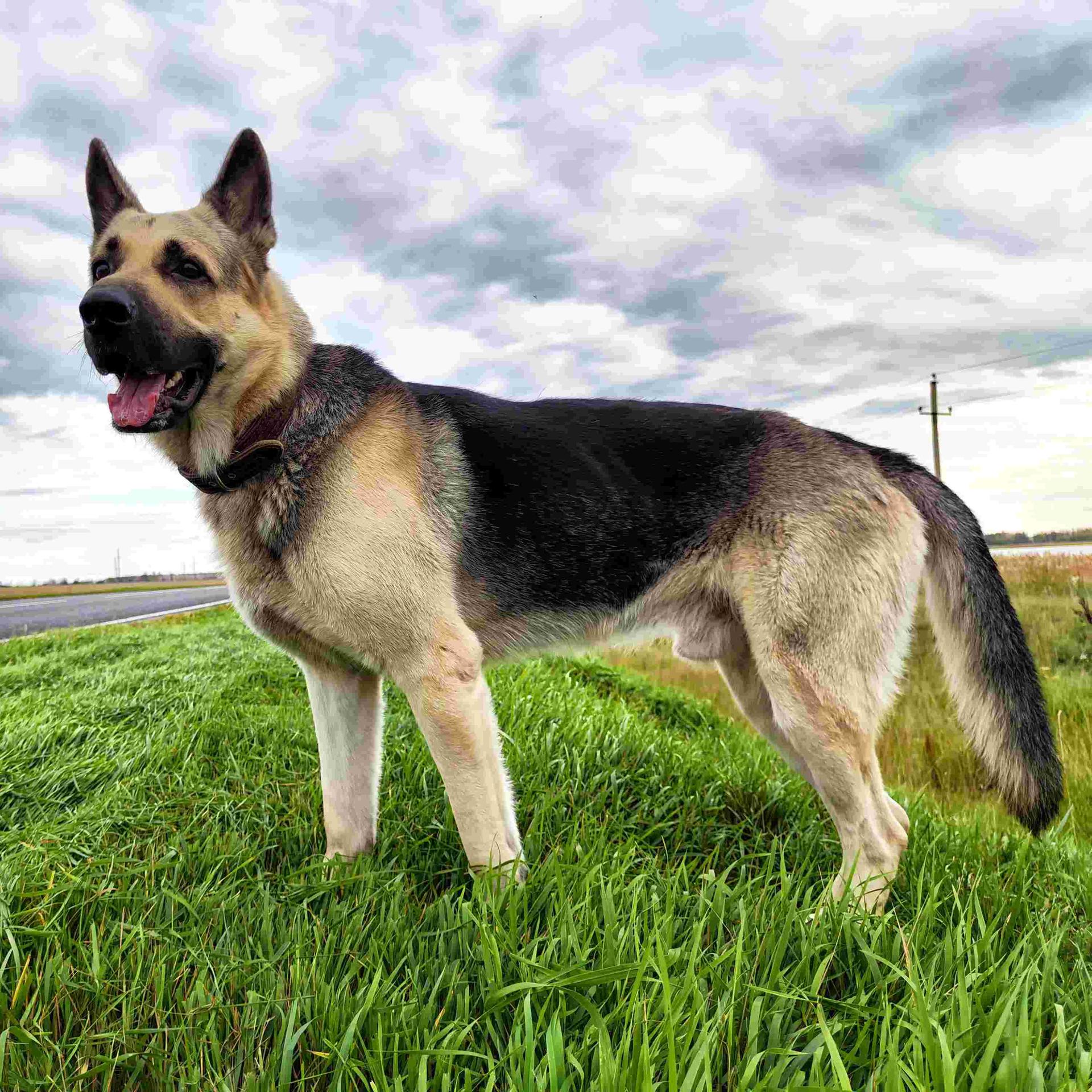 Kinderhörspiel - Nelson sucht Nele