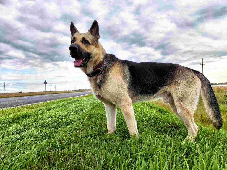 Ein Deutscher Schäferhund steht allein in der Landschaft auf einer Wiese vor einer leeren Straße.