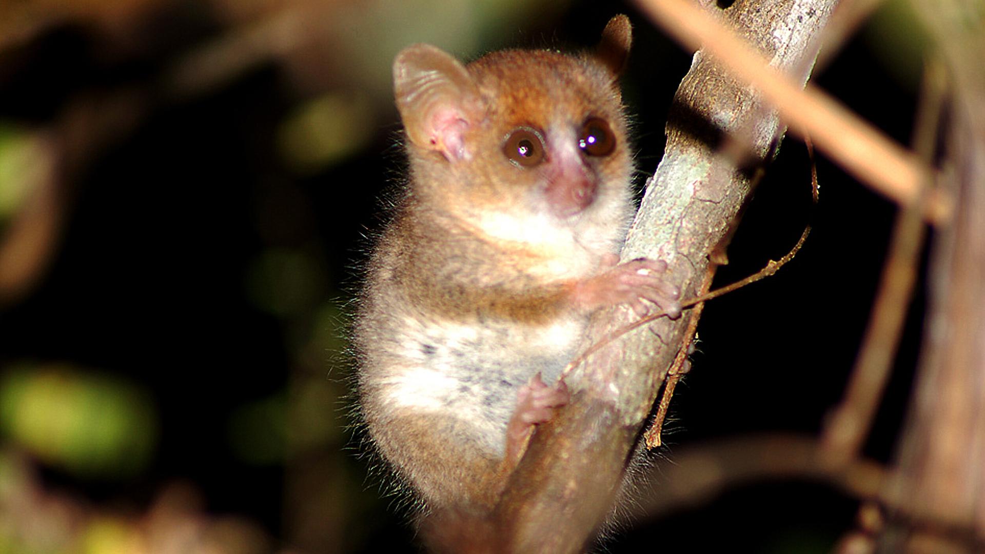 Ein Berthe-Mausmaki in einem Baum. Der winzige Affe ist braun und hat einen hellen Bauch. Seine Augen sind sehr groß. Ein Berthe-Mausmaki in einem Baum. Der winzige Affe ist braun und hat einen hellen Bauch. Seine Augen sind sehr groß.