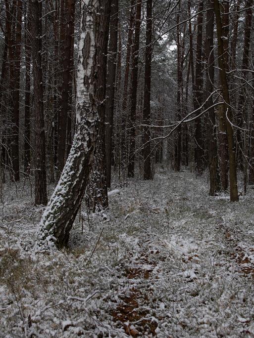 Blick in den verschneiten Wald bei Sobibor. 