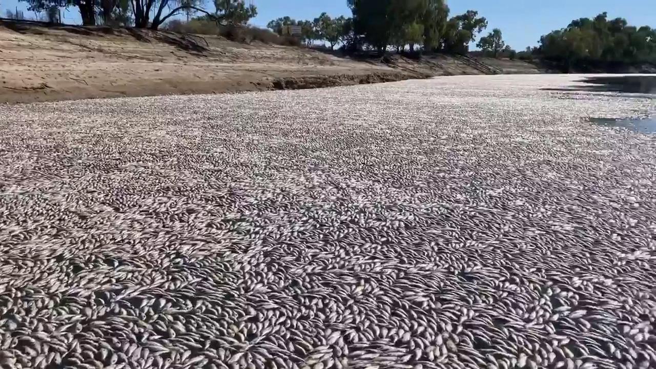 Tote Fische bilden einen Teppich auf dem Darling River in Australien.