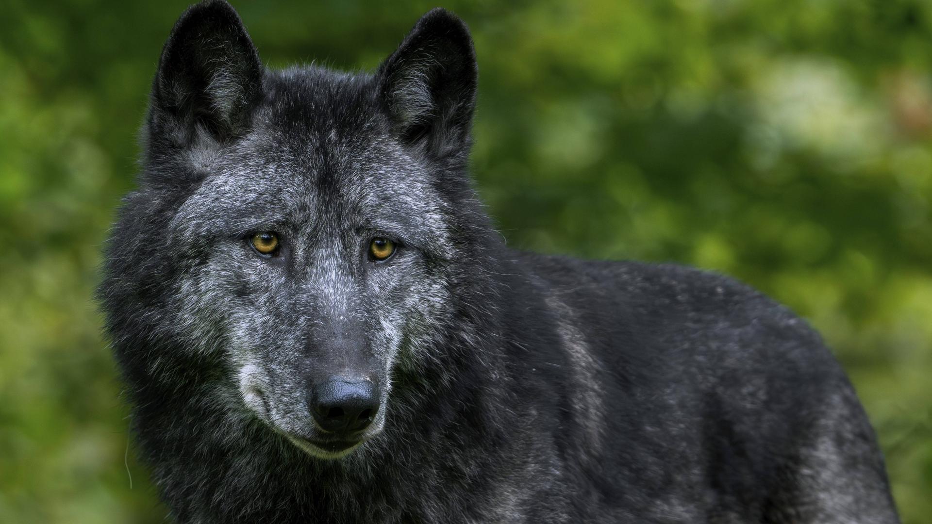 Ein Wolf mit schwarzem Fell Ein Wolf mit schwarzem Fell