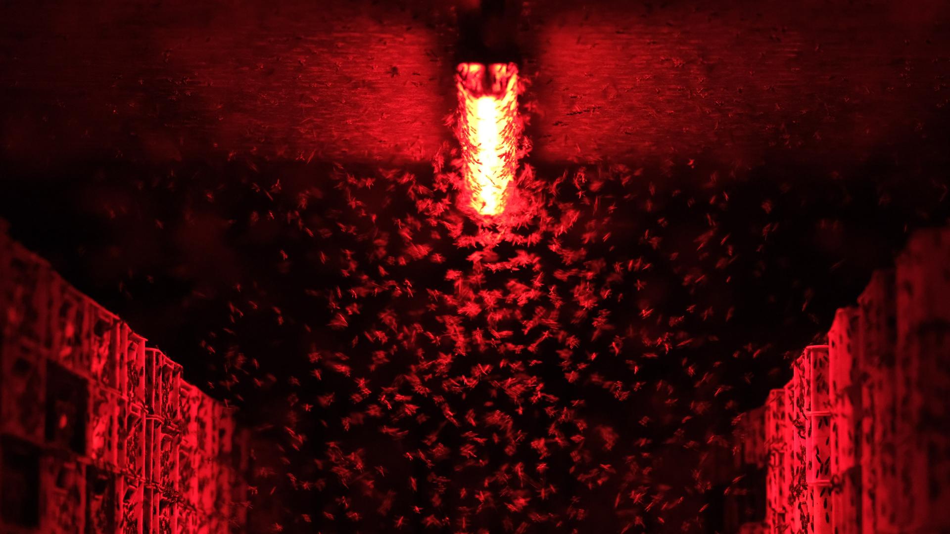 Ein dunkler mit rotem Licht erhellter Raum, Insekten schwirren im Licht