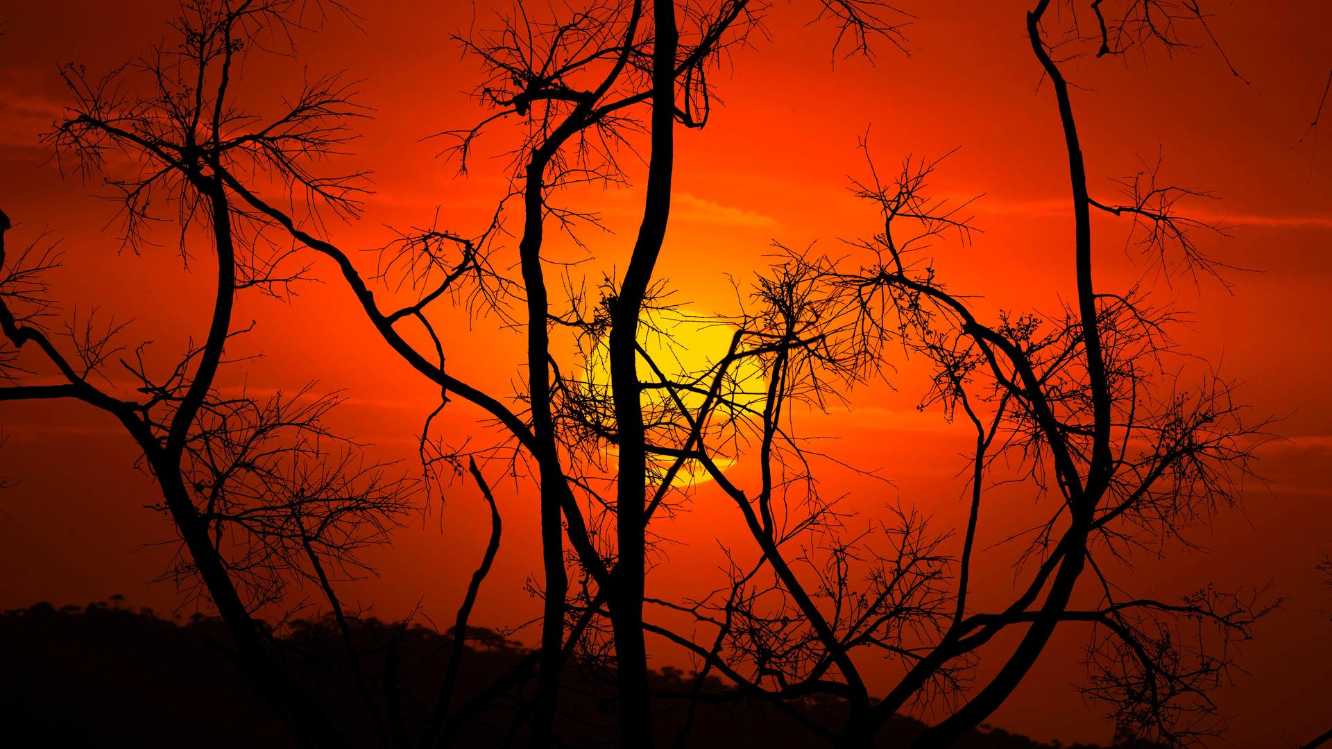 Silhouetten verbrannter Bäume vor einem glutroten Hintergrund