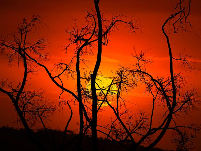Silhouetten verbrannter Bäume vor einem glutroten Hintergrund