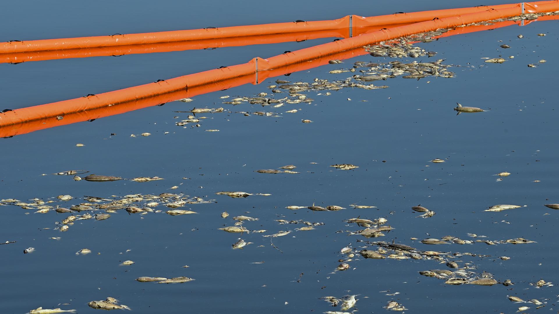 Tote Fische haben sich an einer Sperre, die von der Feuerwehr verlegt wurde, im deutsch-polnischen Grenzfluss Westoder, nahe dem Abzweig vom Hauptfluss Oder, auf der Wasseroberfläche gesammelt. Tote Fische haben sich an einer Sperre, die von der Feuerwehr verlegt wurde, im deutsch-polnischen Grenzfluss Westoder, nahe dem Abzweig vom Hauptfluss Oder, auf der Wasseroberfläche gesammelt.