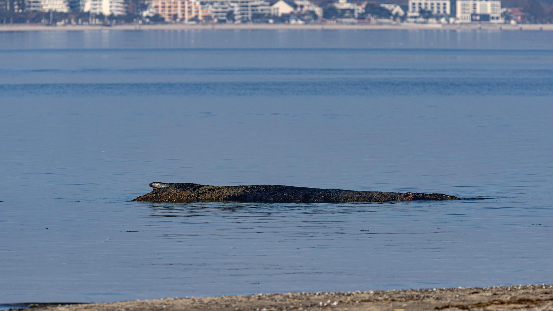 Ein Wal ist an der Ostseeküste vor Niendorf gestrandet. Die Polizei hat das Gelände abgesperrt, um das Tier nicht zu beunruhigen.