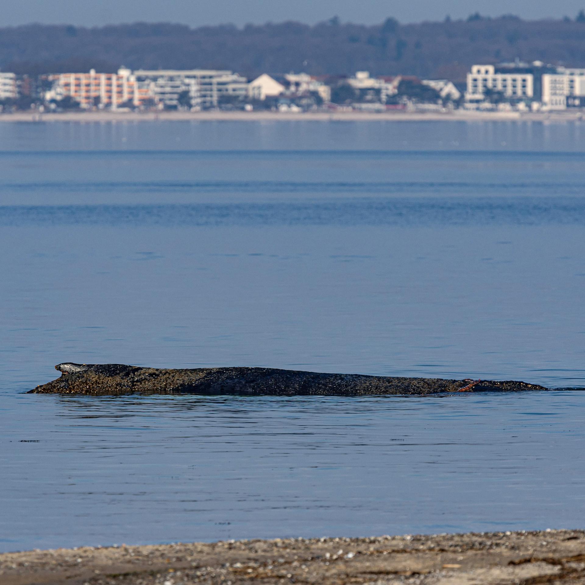 Ein Wal ist an der Ostseeküste vor Niendorf gestrandet. Die Polizei hat das Gelände abgesperrt, um das Tier nicht zu beunruhigen.