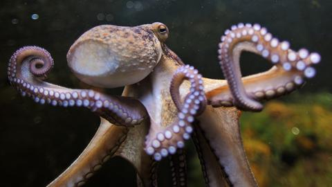 Eine Nahaufnahme einer Krake unter Wasser Eine Nahaufnahme einer Krake unter Wasser