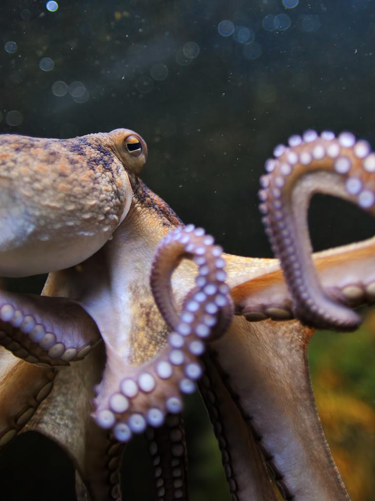 Eine Nahaufnahme einer Krake unter Wasser