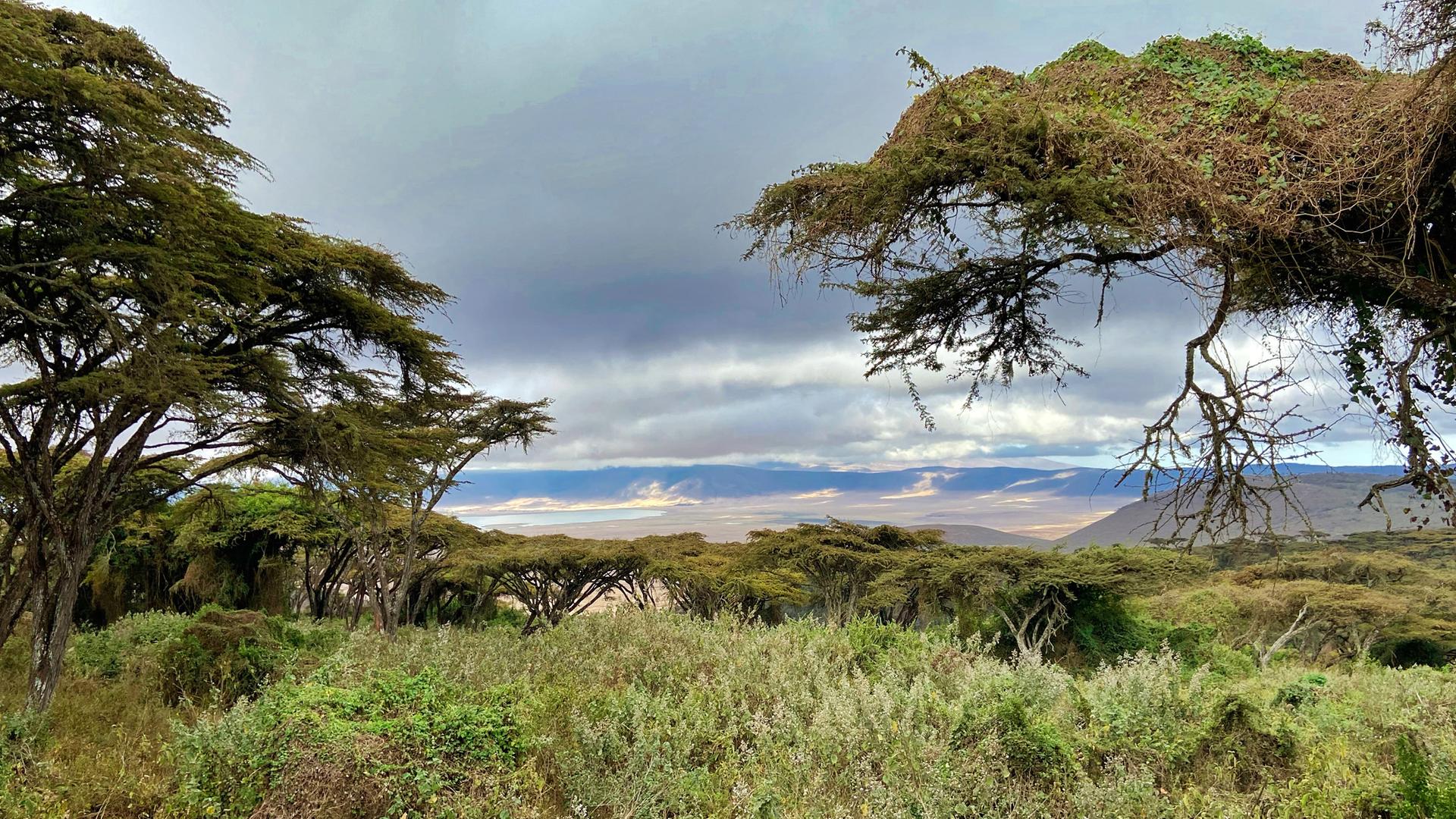 Landschaft über dem Lake Magadi am Rand des Ngorongoro Krater. Der Kessel des Ngorongoro Krater erstreckt sich über etwa 260 Quadratkilometer. Wie die anderen Riesenkrater gehört auch der Ngorongoro nicht zur Serengeti, sondern wurde 1956 wegen des Lebensraums für die Masai als Schutzgebiet ausgegliedert und zur Conservation Area erklärt. Die Ngorongoro Conservation Area (NCA) wurde 1971 zum Menschen- und Biosphärenreservat erklärt und 1979 von der UNESCO zum Weltnaturerbe erklärt.