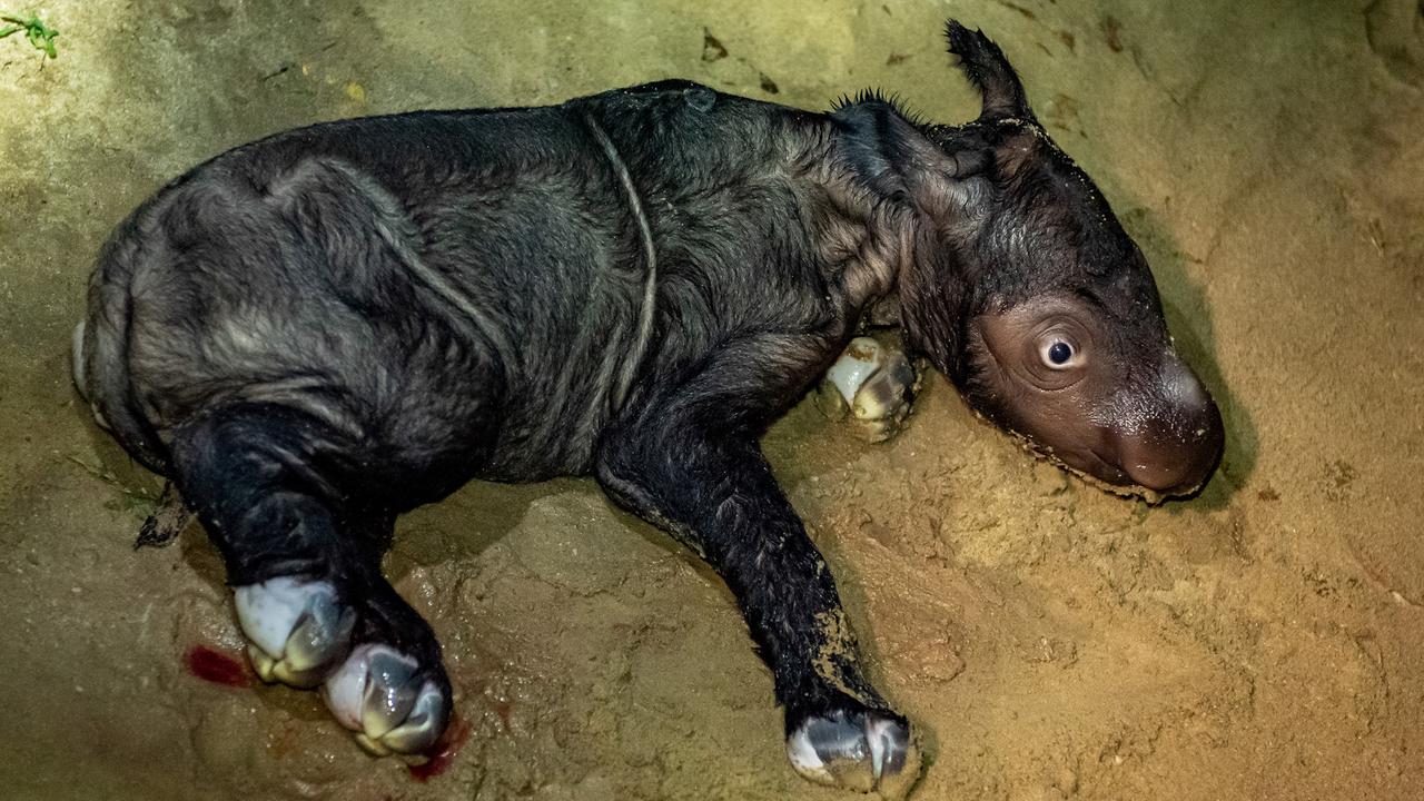 Ein neugeborenes Sumatra-Nashorn liegt auf einem Sandboden. Es ist noch ganz feucht und hat die Augen weit aufgerissen.
