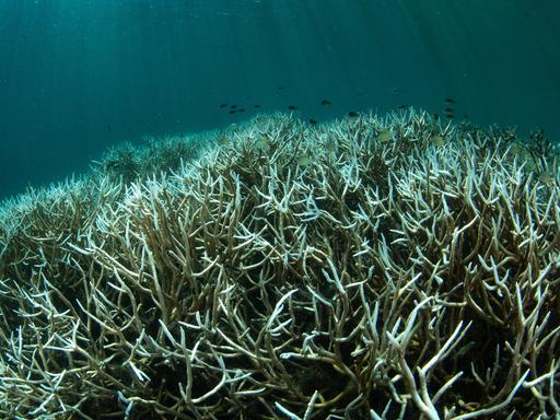 Ein Unterwasserfoto zeigt gebleichte Korallen vor der Küste von Westpapua, Indonesien. Die Korallen sind blassweiß und verlieren ihre frühere Farbe. Zwischen den Korallen schwimmen kleine Fische. Ein Unterwasserfoto zeigt gebleichte Korallen vor der Küste von Westpapua, Indonesien. Die Korallen sind blassweiß und verlieren ihre frühere Farbe. Zwischen den Korallen schwimmen kleine Fische.