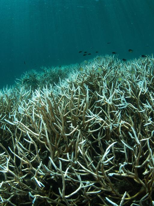 Ein Unterwasserfoto zeigt gebleichte Korallen vor der Küste von Westpapua, Indonesien. Die Korallen sind blassweiß und verlieren ihre frühere Farbe. Zwischen den Korallen schwimmen kleine Fische. Ein Unterwasserfoto zeigt gebleichte Korallen vor der Küste von Westpapua, Indonesien. Die Korallen sind blassweiß und verlieren ihre frühere Farbe. Zwischen den Korallen schwimmen kleine Fische.