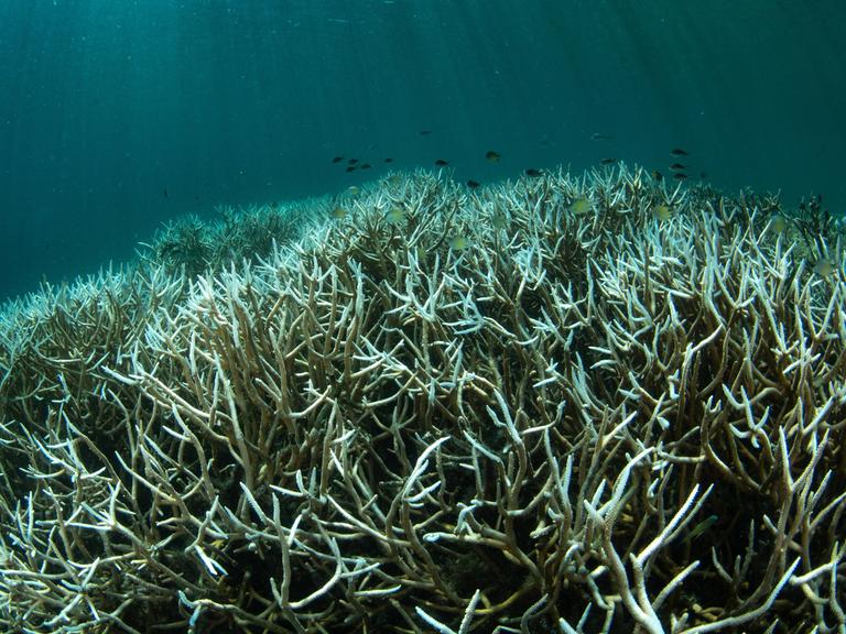 Ein Unterwasserfoto zeigt gebleichte Korallen vor der Küste von Westpapua, Indonesien. Die Korallen sind blassweiß und verlieren ihre frühere Farbe. Zwischen den Korallen schwimmen kleine Fische. Ein Unterwasserfoto zeigt gebleichte Korallen vor der Küste von Westpapua, Indonesien. Die Korallen sind blassweiß und verlieren ihre frühere Farbe. Zwischen den Korallen schwimmen kleine Fische.