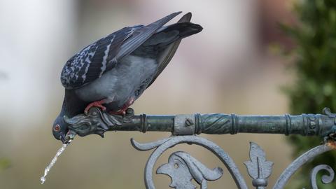 Eine Taube trinkt aus dem Marktplatz-Brunnen.