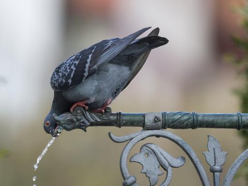 Eine Taube trinkt aus dem Marktplatz-Brunnen.