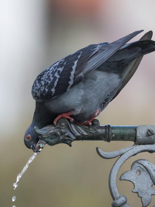 Eine Taube trinkt aus dem Marktplatz-Brunnen.