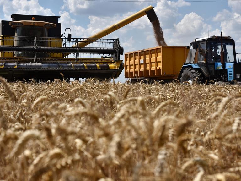 Mähdrescher holen auf einem Weizenfeld die Ernte ein