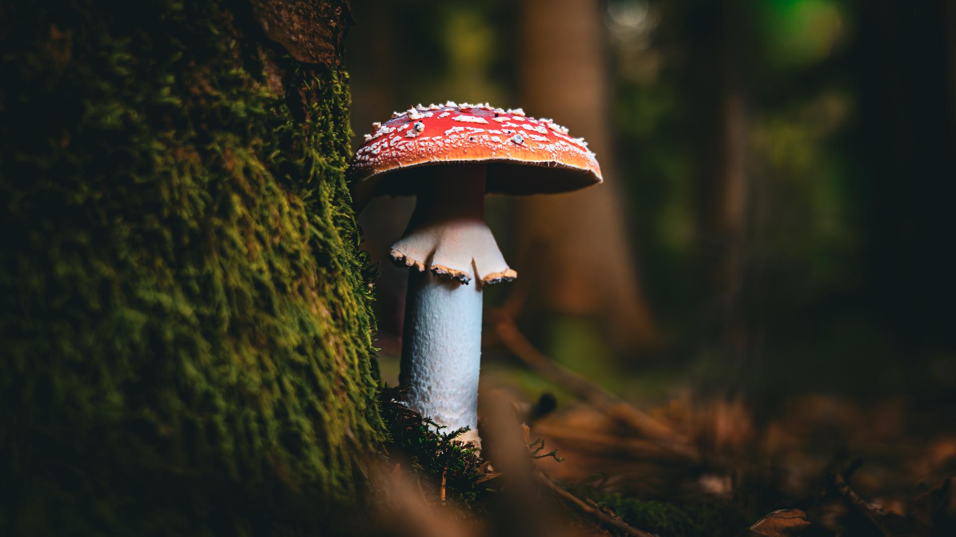 Nahaufnahme von einem Giftpilz im Wald.