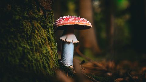 Nahaufnahme von einem Giftpilz im Wald. Nahaufnahme von einem Giftpilz im Wald.