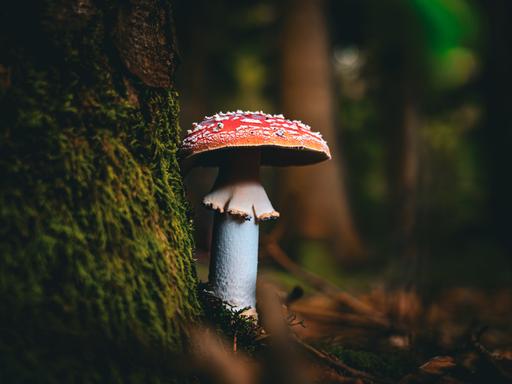 Nahaufnahme von einem Giftpilz im Wald.