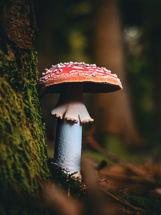 Nahaufnahme von einem Giftpilz im Wald. Nahaufnahme von einem Giftpilz im Wald.