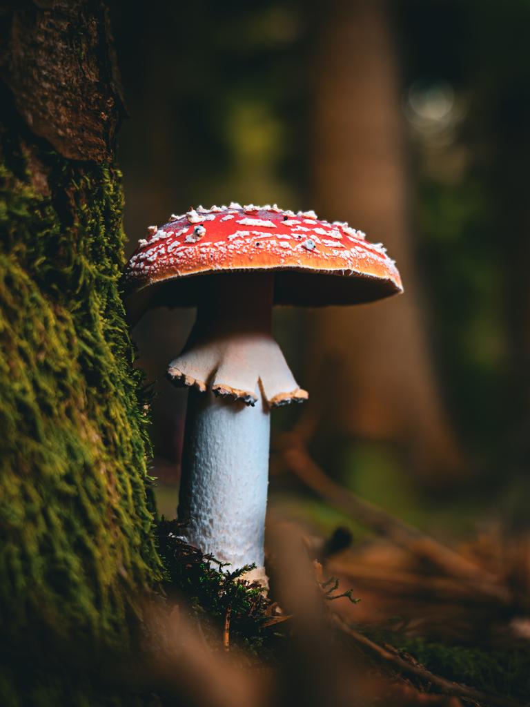 Nahaufnahme von einem Giftpilz im Wald.