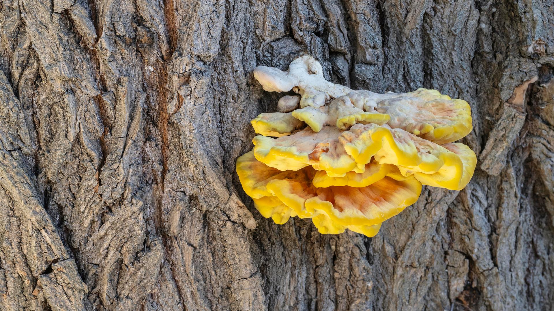 Ein Schwefelporling Pilz (Laetiporus sulfureus) wächst an einem Baum in Rumänien.