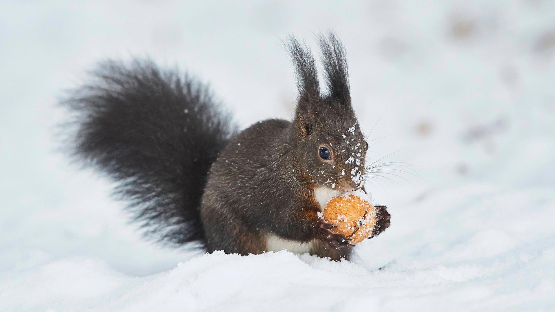 Ein dunkelbraunes Eichhörnchen mit Pinselohren sitzt im Schnee. Es frisst eine Walnuss.