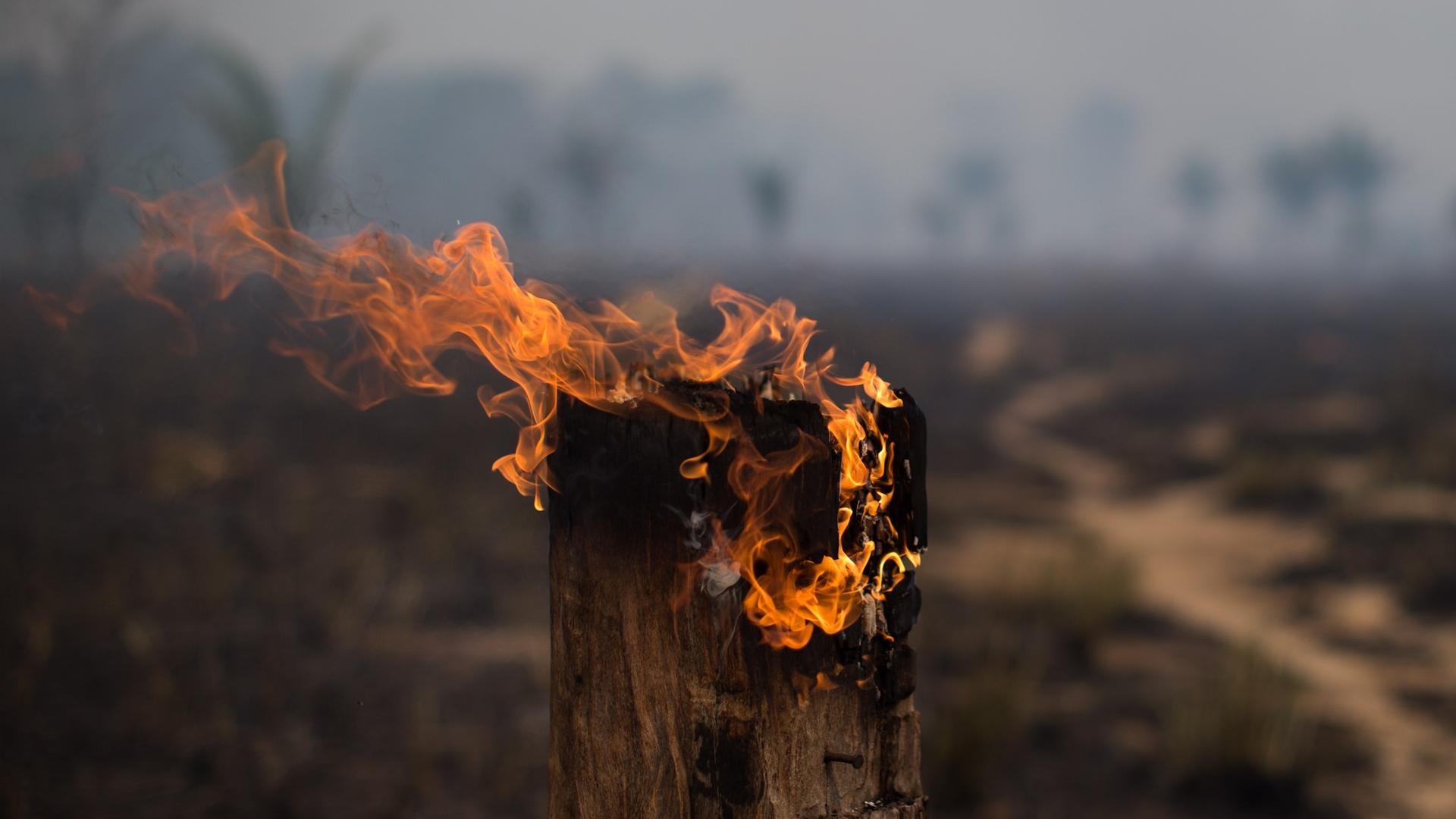 Ein Waldstück im Amazonas-Gebiet steht in Flammen.  