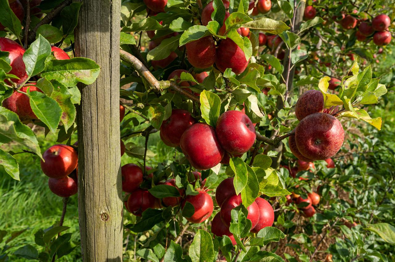 Erntereife, rote Ãpfel an einem Obstbaum
