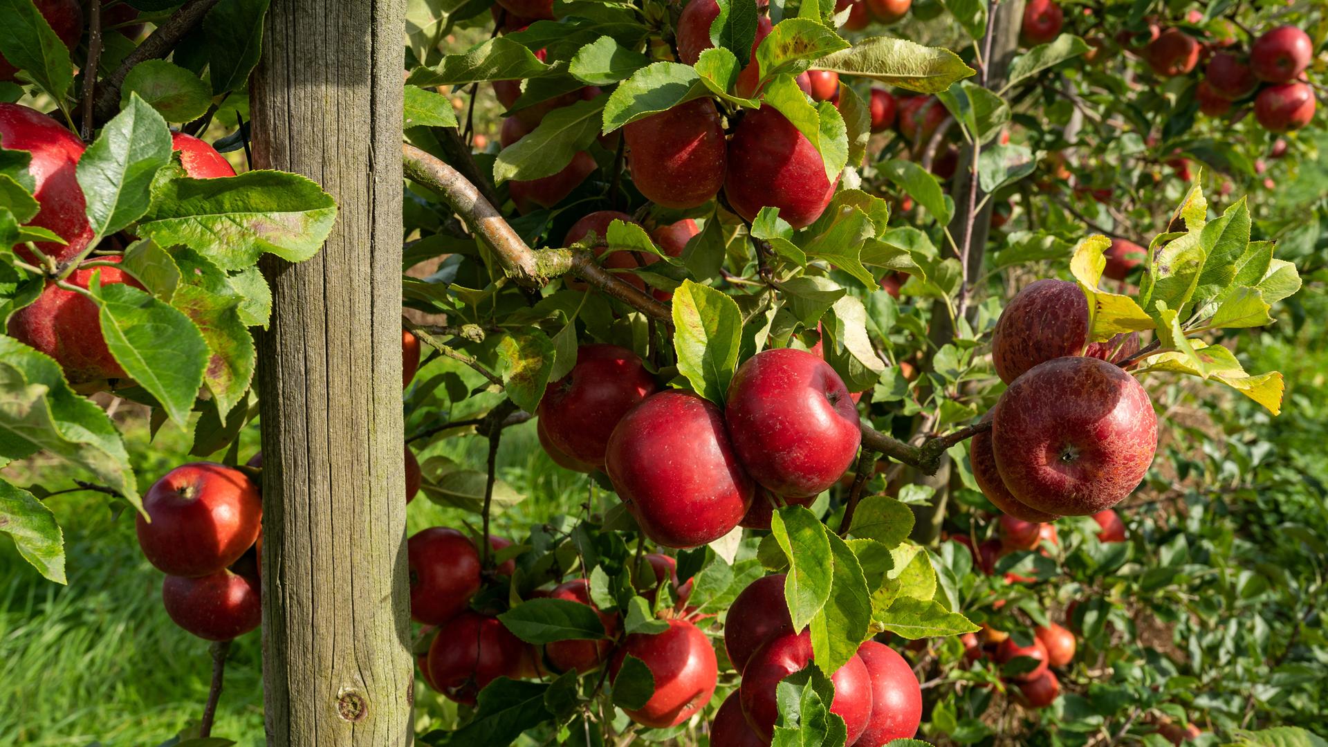 Erntereife, rote Ãpfel an einem Obstbaum