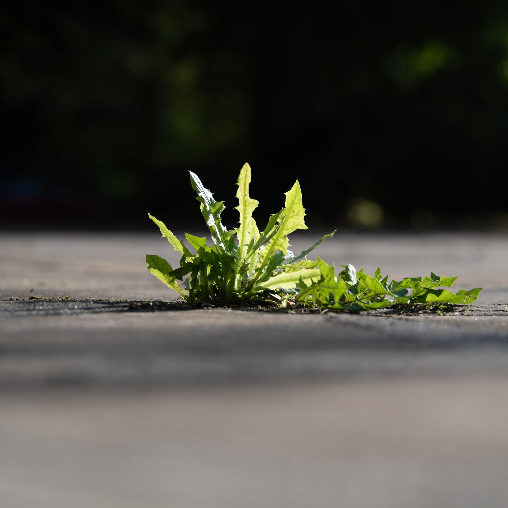 Versiegelt und zugebaut - Wie der Flächenverbrauch in Deutschland weitergeht