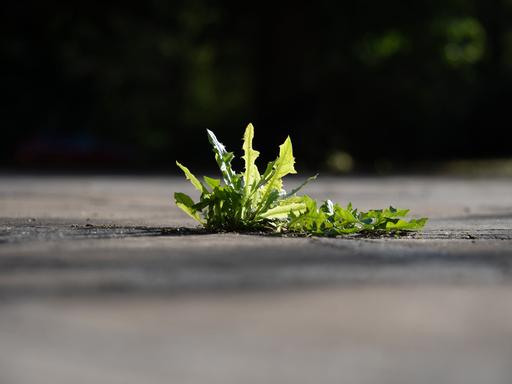 Löwenzahn wächst zwischen den Ritzen von Betonplatten.