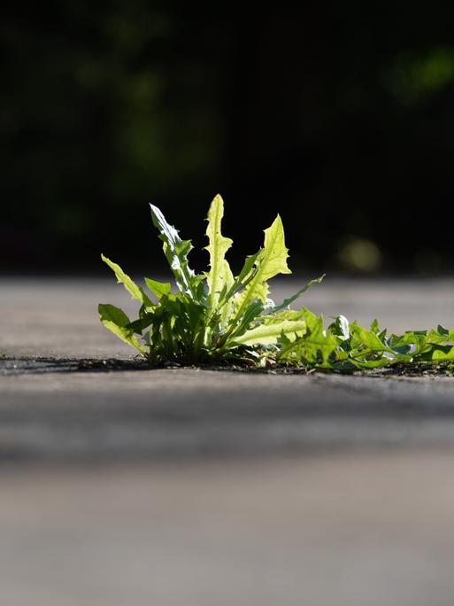 Löwenzahn wächst zwischen den Ritzen von Betonplatten.